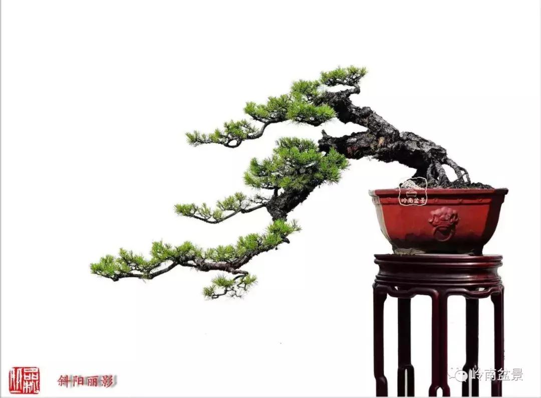 盆景欣赏苍劲有力老桩,精品盆景寒枝欣赏