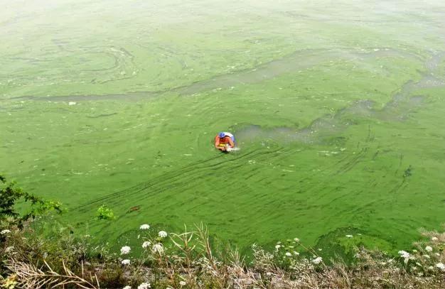 银鱼生态危害,银鱼导致蓝藻爆发