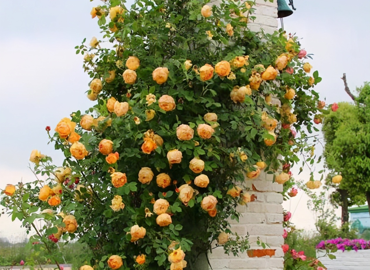 发现一个很独特的小院,发现一户人家的小花园