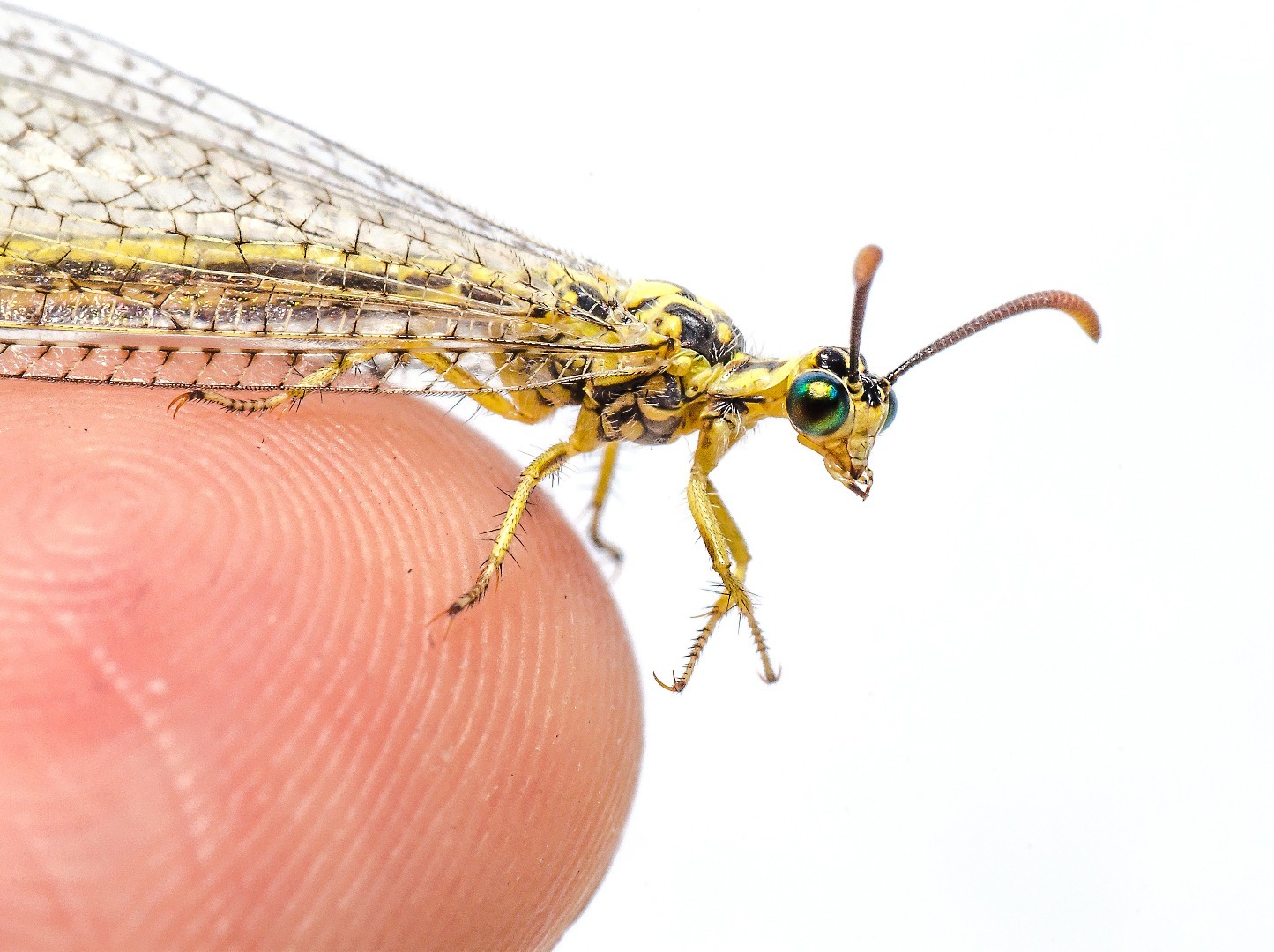 地牯牛专业捕捉,怎样大量捕捉地牯牛