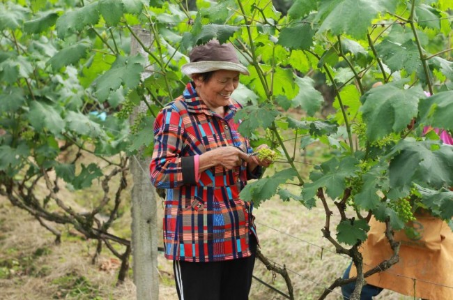 萄源社：休闲生态农业的创新之路——记巴南区青年农场主王凤
