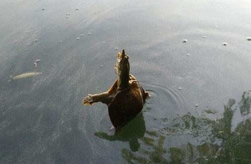 夏季钓甲鱼饵料,水库钓甲鱼方法和绝招