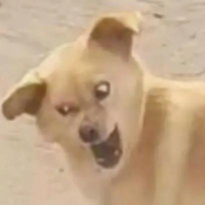 沙雕闺蜜头像四人一人一张,沙雕闺蜜头像新年款