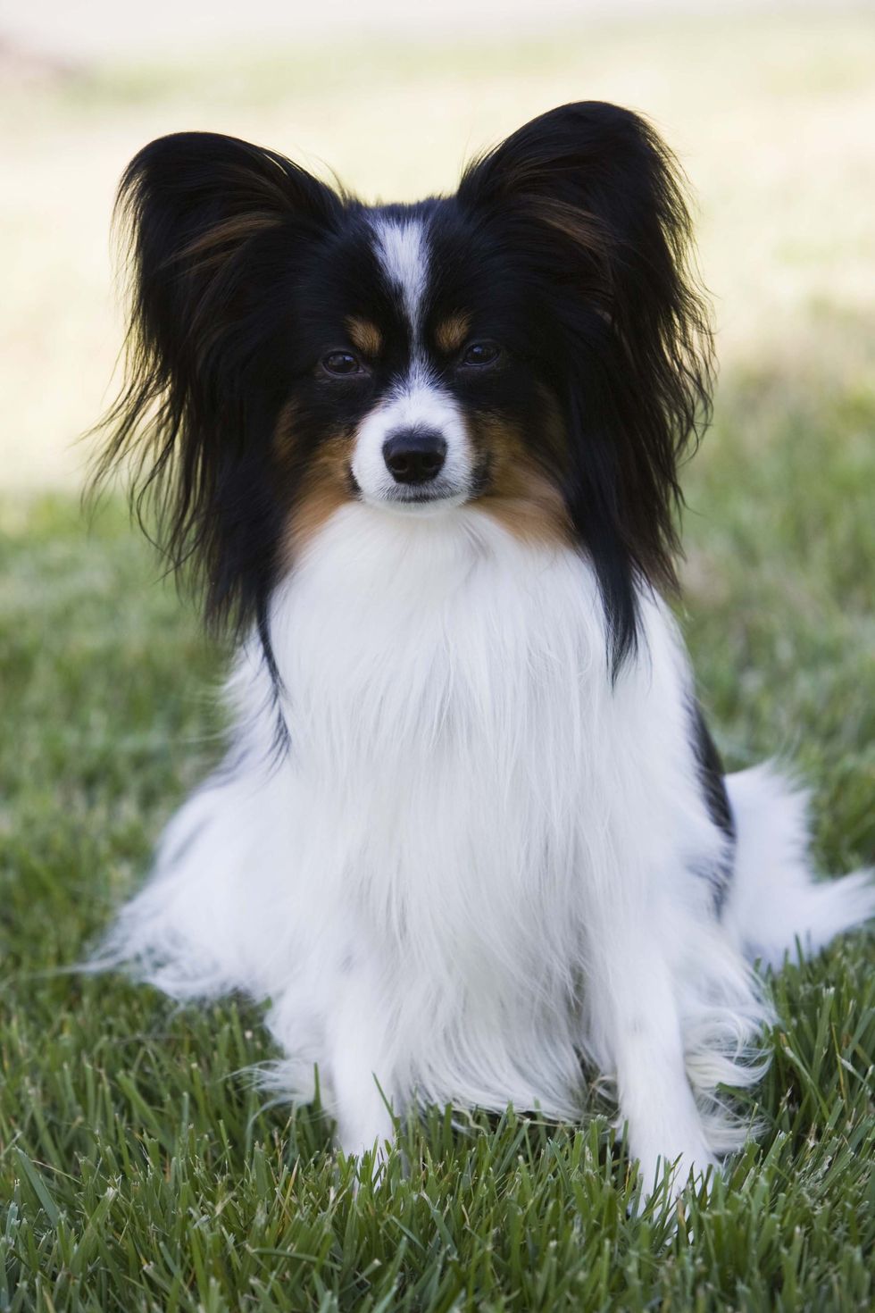 最常见几种狗狗智商在狗界排名,狗狗智商排行榜宠物狗