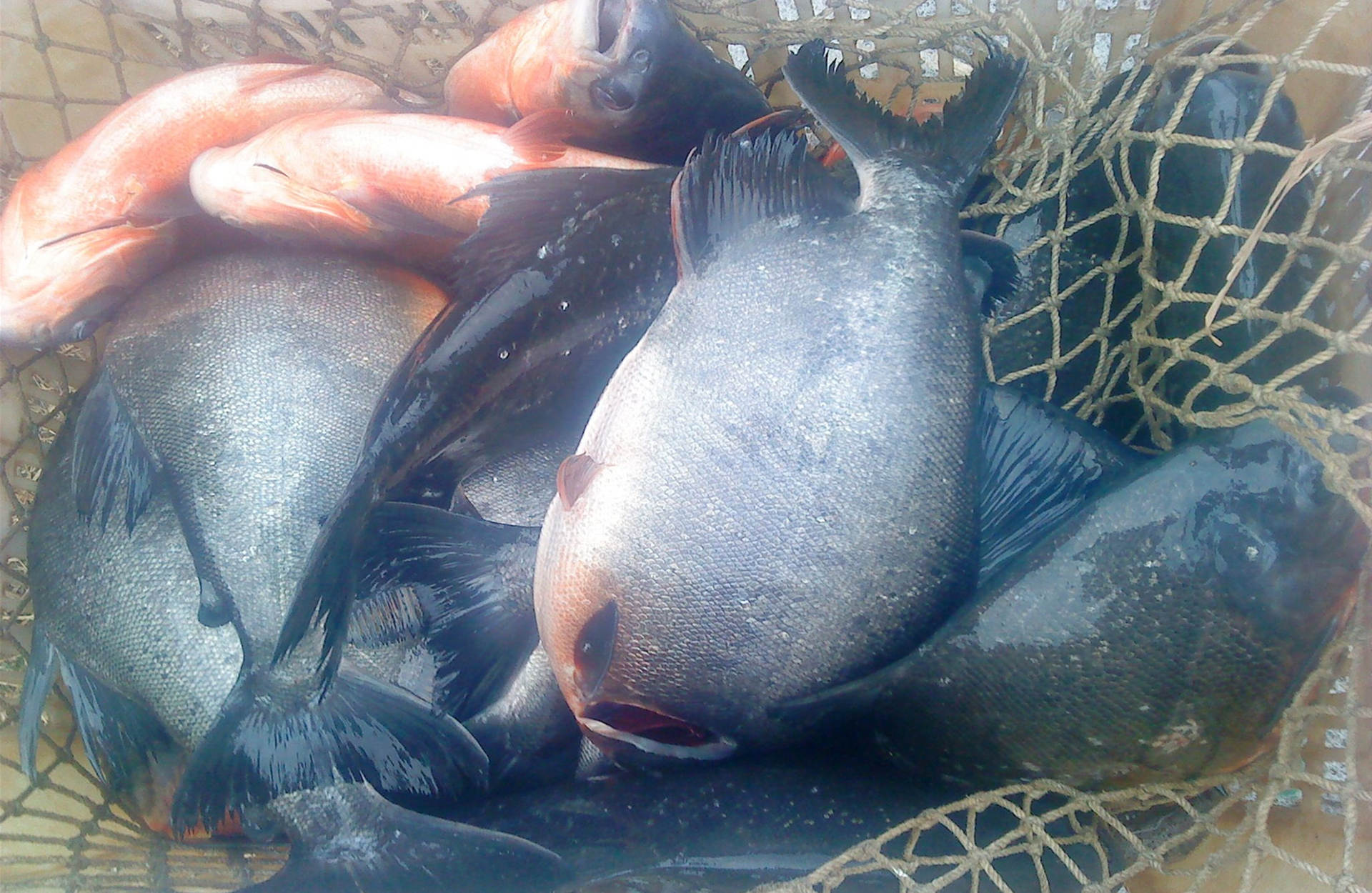 红烧鲳鱼最正宗的做法,红烧鲳鱼美味可口做法简单易学