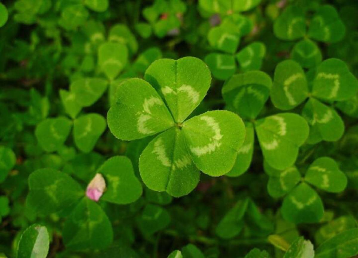 花语大全100种花的花语,100种象征着爱情的花的花语