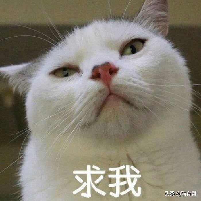 劝养猫的人别养两只猫,劝养猫的朋友都别养两只猫
