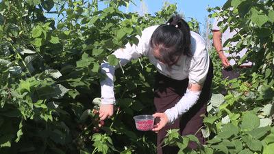凤凰桥树莓采摘,春天到树莓采摘