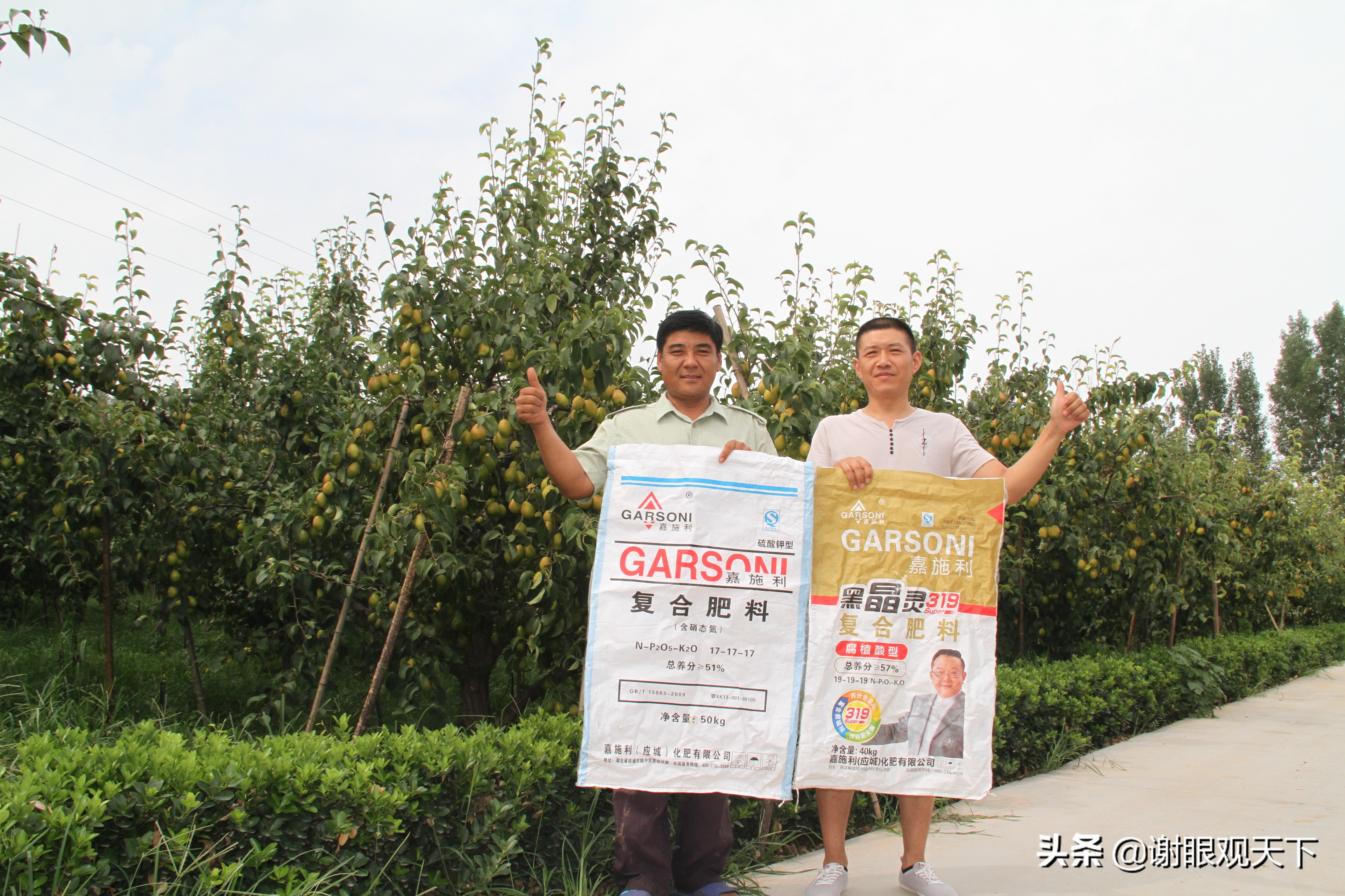 翘指齐赞嘉施利助力梨农品质高