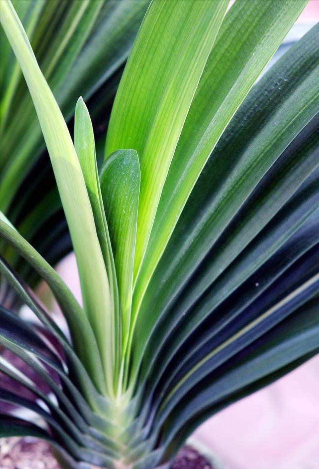 养君子兰记住5个小口诀,君子兰有六项注意事项