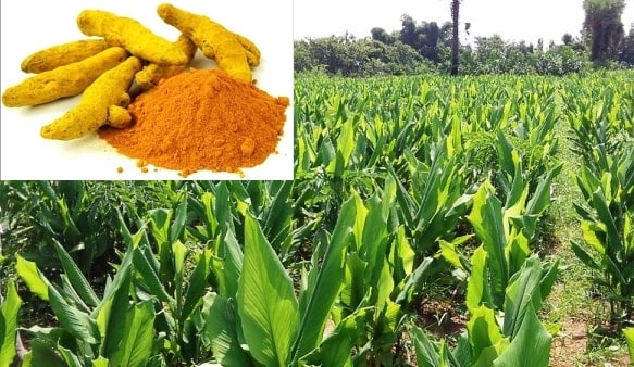 野姜黄种植技术视频,姜黄种植技术及亩收益