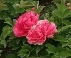 山东济宁方言合集,山东济宁方言土话大全