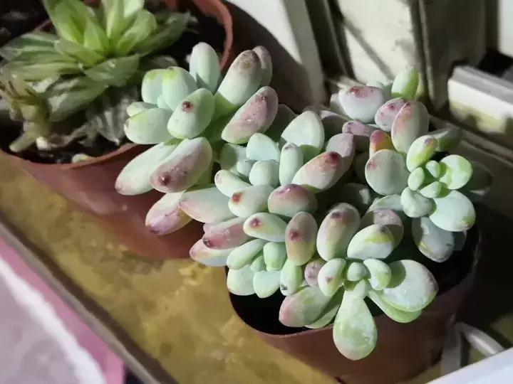 多肉求救信号有哪些,冬天多肉防寒知识