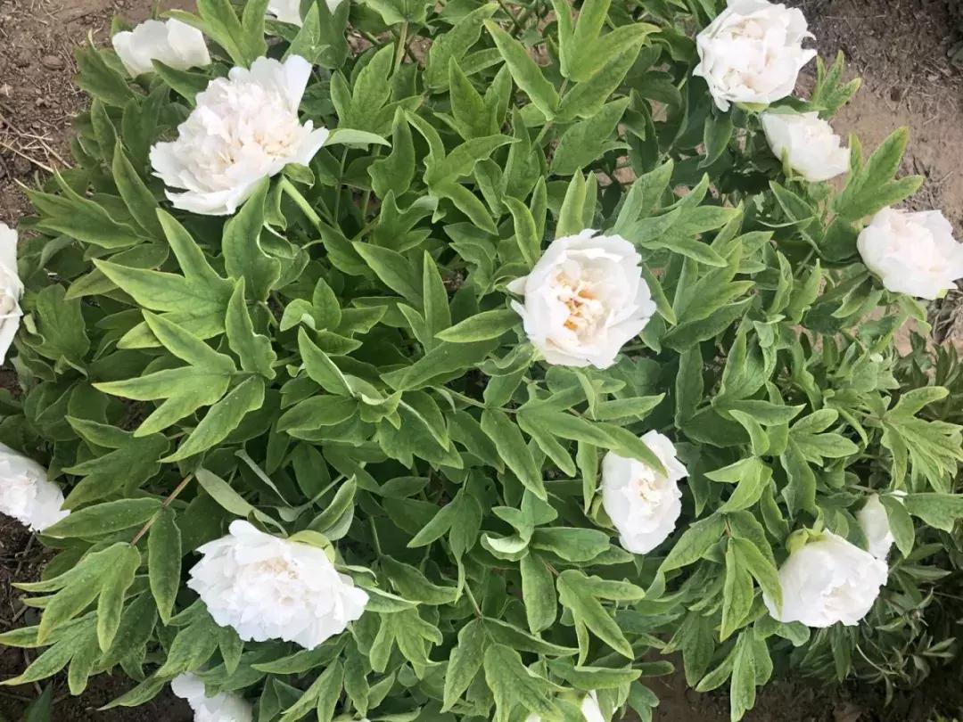 美若仙境免费,美若仙境公园怎样去