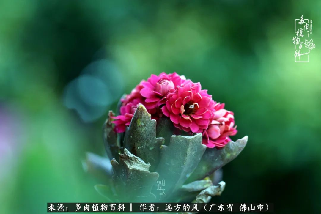那些花儿在每个角落静静为你开着,那些花儿在每个角落静静地绽放