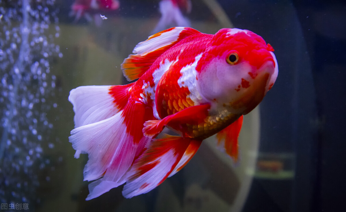 养鱼换水多少天换一次,养鱼换水换一半好还是全部换好