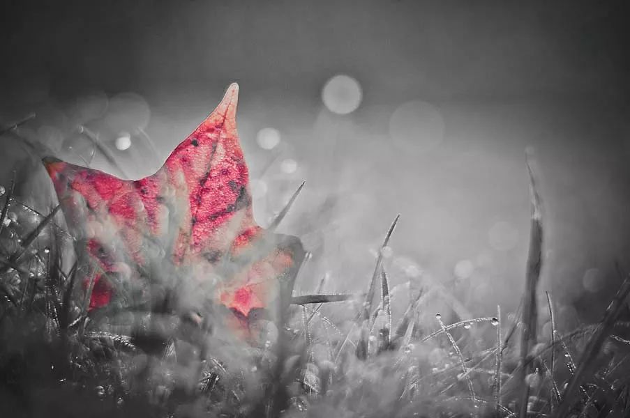 ps怎样把红叶背景人物照调色,秋景枫叶人像调色ps