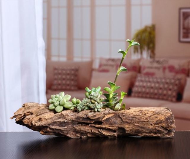 各种多肉植物花盆的选择技巧,多肉植物的花盆哪种好看