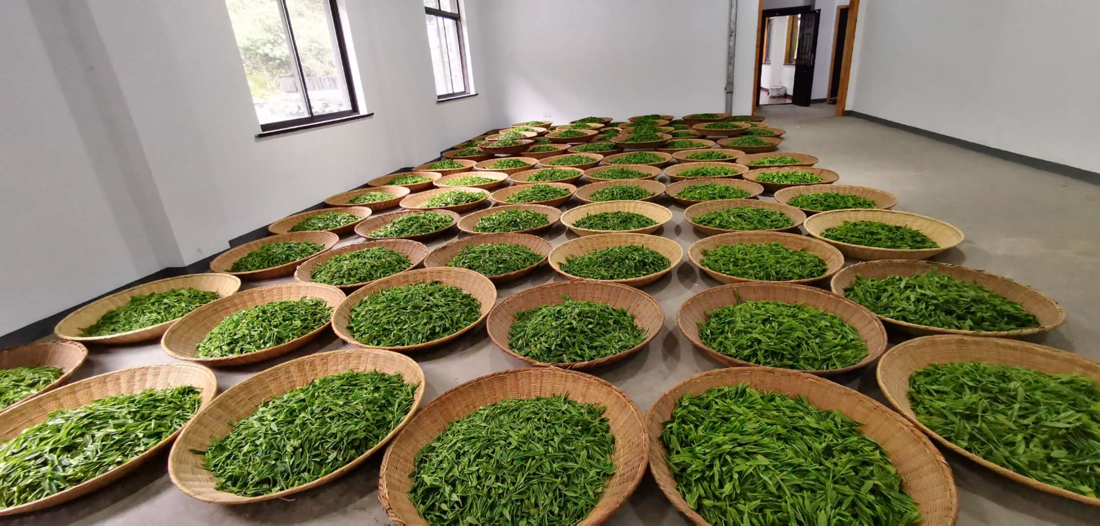 2019太平猴魁正式开园采摘！目前品牌价值已达26.44亿