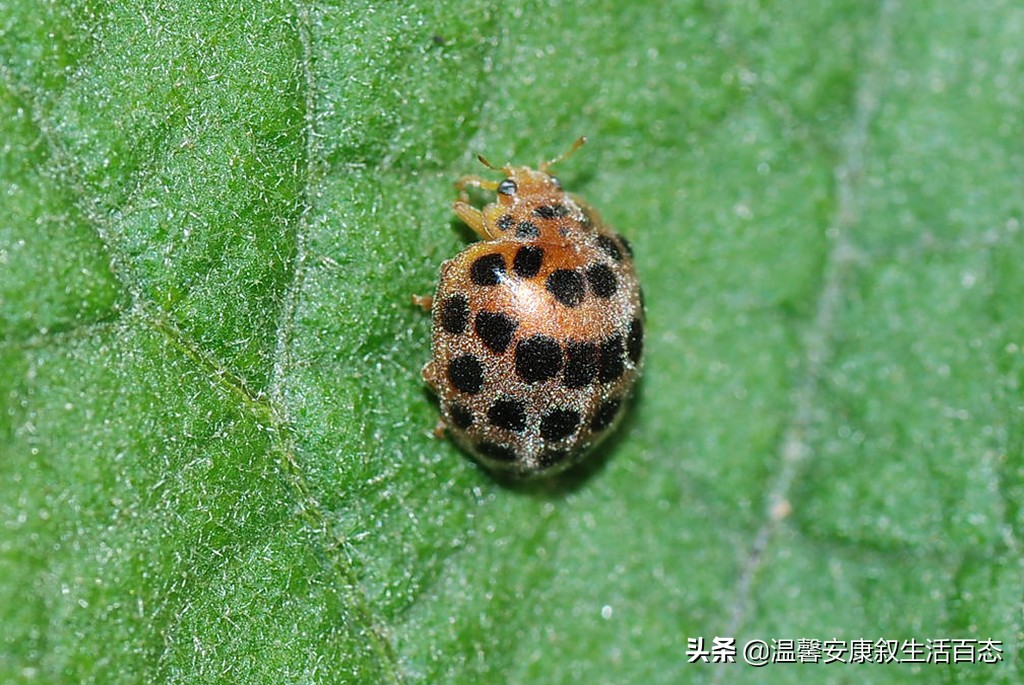 了解各种昆虫的习性,幼儿了解昆虫知识