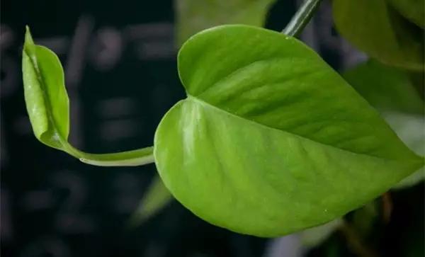 绿萝太长有什么讲究,绿萝长10米怎么处理最好