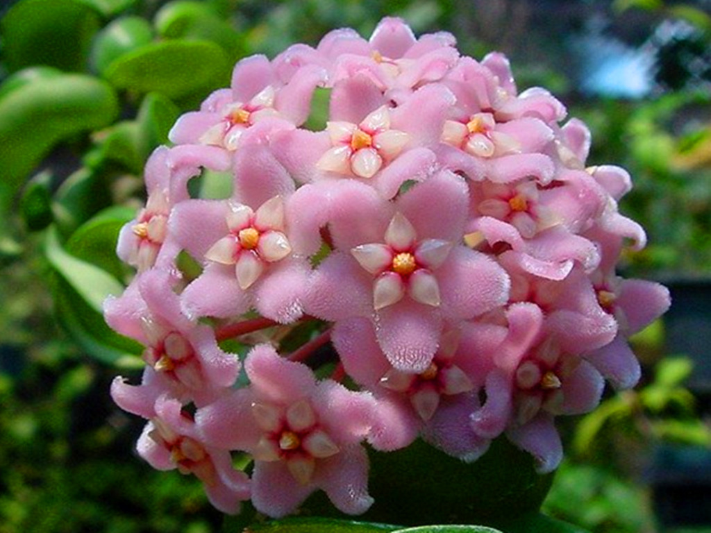 球兰开花的正确方法,球兰花开几天就败了