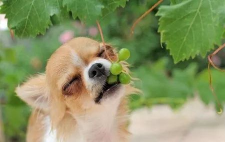 宠物急救常识书本,宠物急救雾化方法有哪些