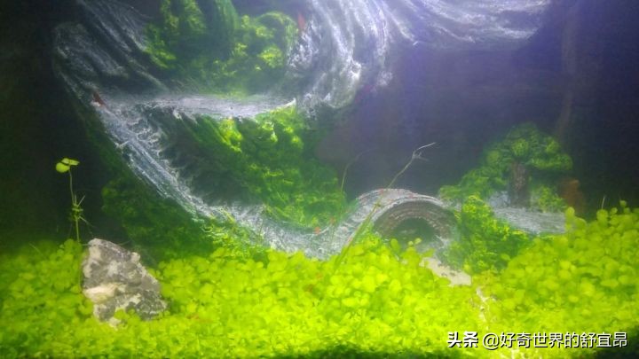 养鱼怎么知道硝化细菌养好了,培养硝化细菌的时候可以养鱼吗