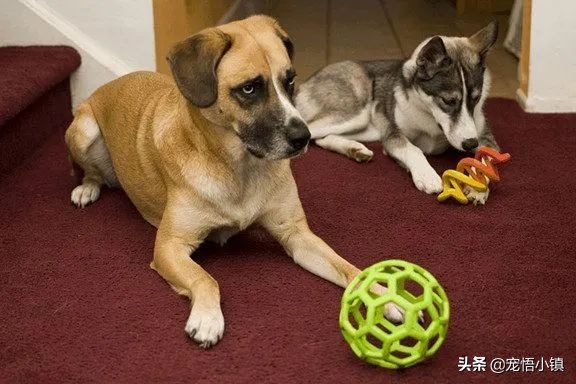 狗狗的玩具用小苏打清洗,狗狗的塑料玩具怎么消毒