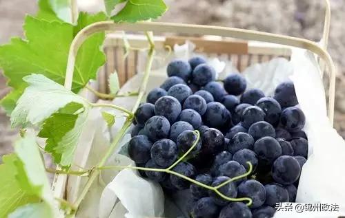 辽宁中国特点农产品优势区名单,辽宁特点农产品品牌有哪些