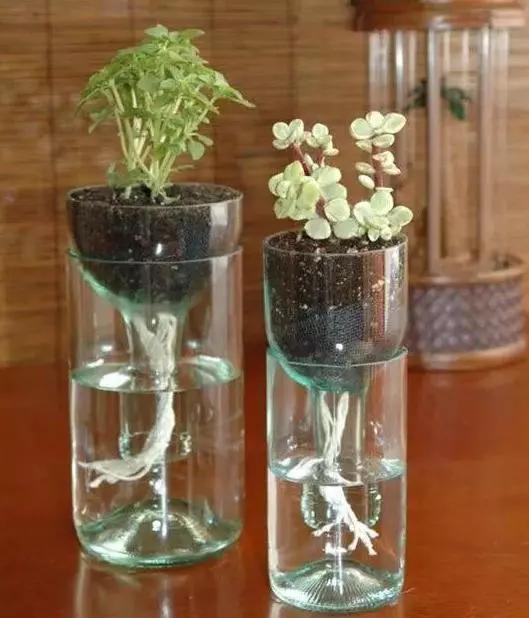 用塑料瓶做养花神器的喷壶怎么做,塑料瓶养花神器