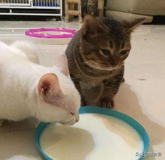 新猫到家旧猫出现应激反应,新猫到家原住民一直骂骂咧咧