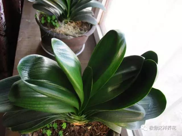 君子兰保命方法,君子兰神奇之处