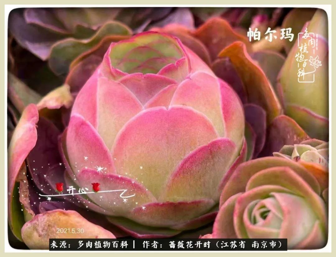 又见颜的妩媚，色的诱惑！这些山地玫瑰礼盒惊艳了眼眸