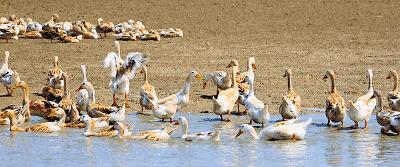 咸鸭蛋但是咸鸡蛋却很少有人吃,如何让咸鸭蛋蛋黄流油而不会咸