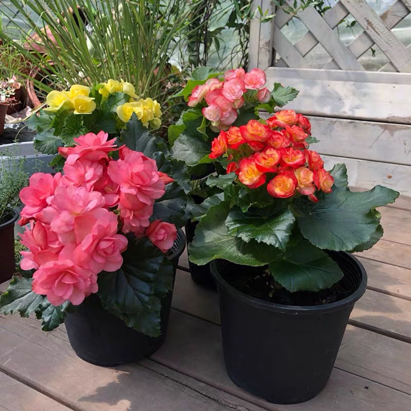 丽格海棠的养殖方法不长新枝,养好丽格海棠的几个小窍门是什么