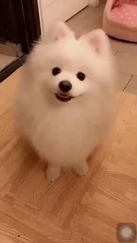 养狗的10个基本常识,养狗这50条小知识主人们都知道吗