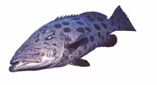 十种受欢迎的海鲜鱼类,最名贵的海鲜鱼类