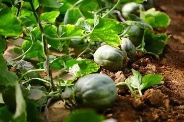 五原灯笼红香瓜,五原灯笼红香瓜价格