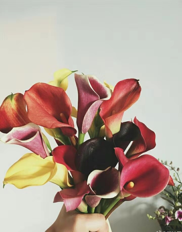 马蹄莲怎么养才能花开,马蹄莲花开了怎么处理