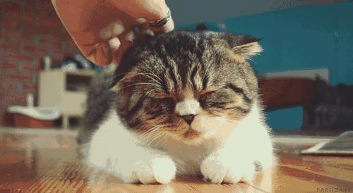 女生爱养猫喜欢独立是哪个星座,大部分女生都喜欢养猫吗