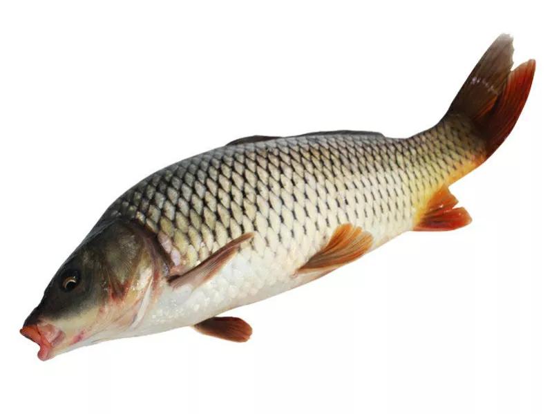 孕妇禁忌四种鱼,哪种鱼孕妇不建议吃的