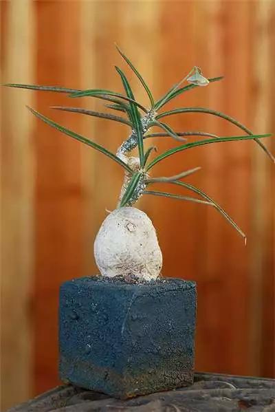 多肉大师手绘花盆,多肉顶级玩家