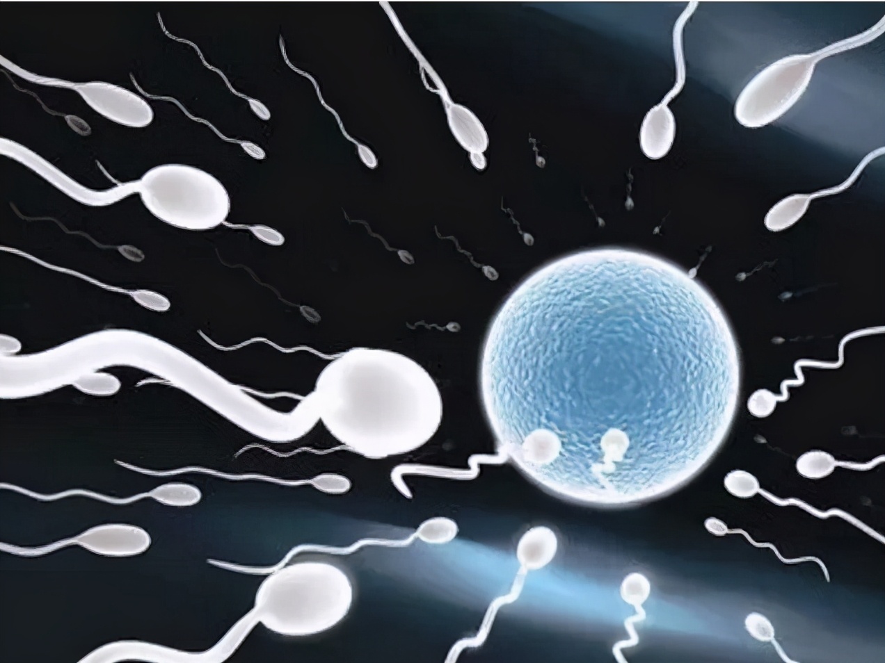 人类小蝌蚪怎么发育出来的,人类小蝌蚪是从哪儿来的