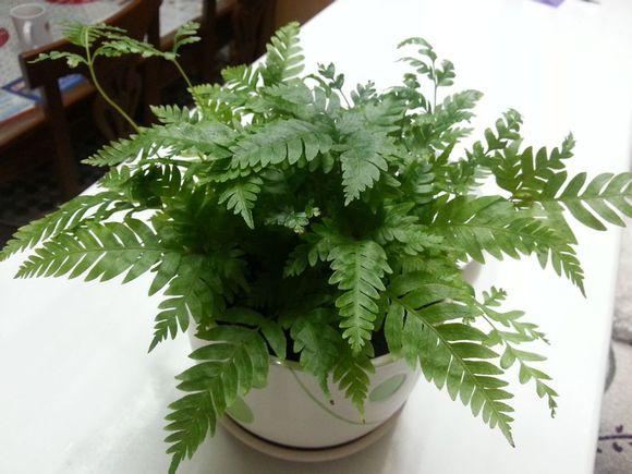 养花施大肥是什么肥,养花用什么垫底花肥最合适