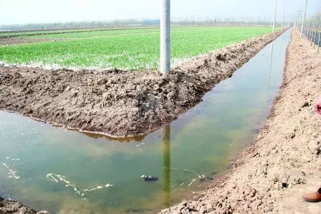 水稻田里养殖龙虾真的能致富吗,稻田养龙虾一亩能收入多少钱啊