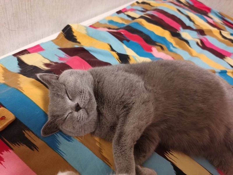 网易严选全价猫粮和冻干猫粮测评,十大口碑最好的猫粮评测