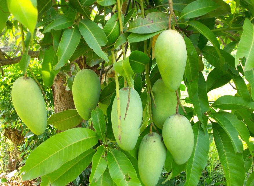 芒果树结满芒果了,芒果树怎么结出绿的芒果