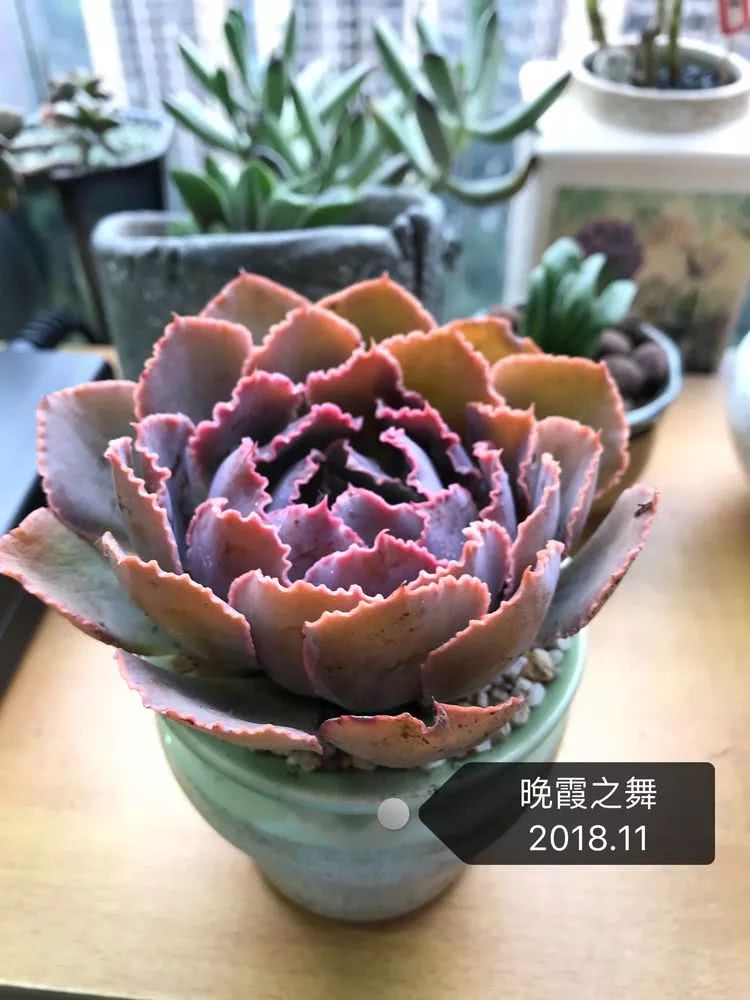 多肉名字怎么记,养多肉人的名字