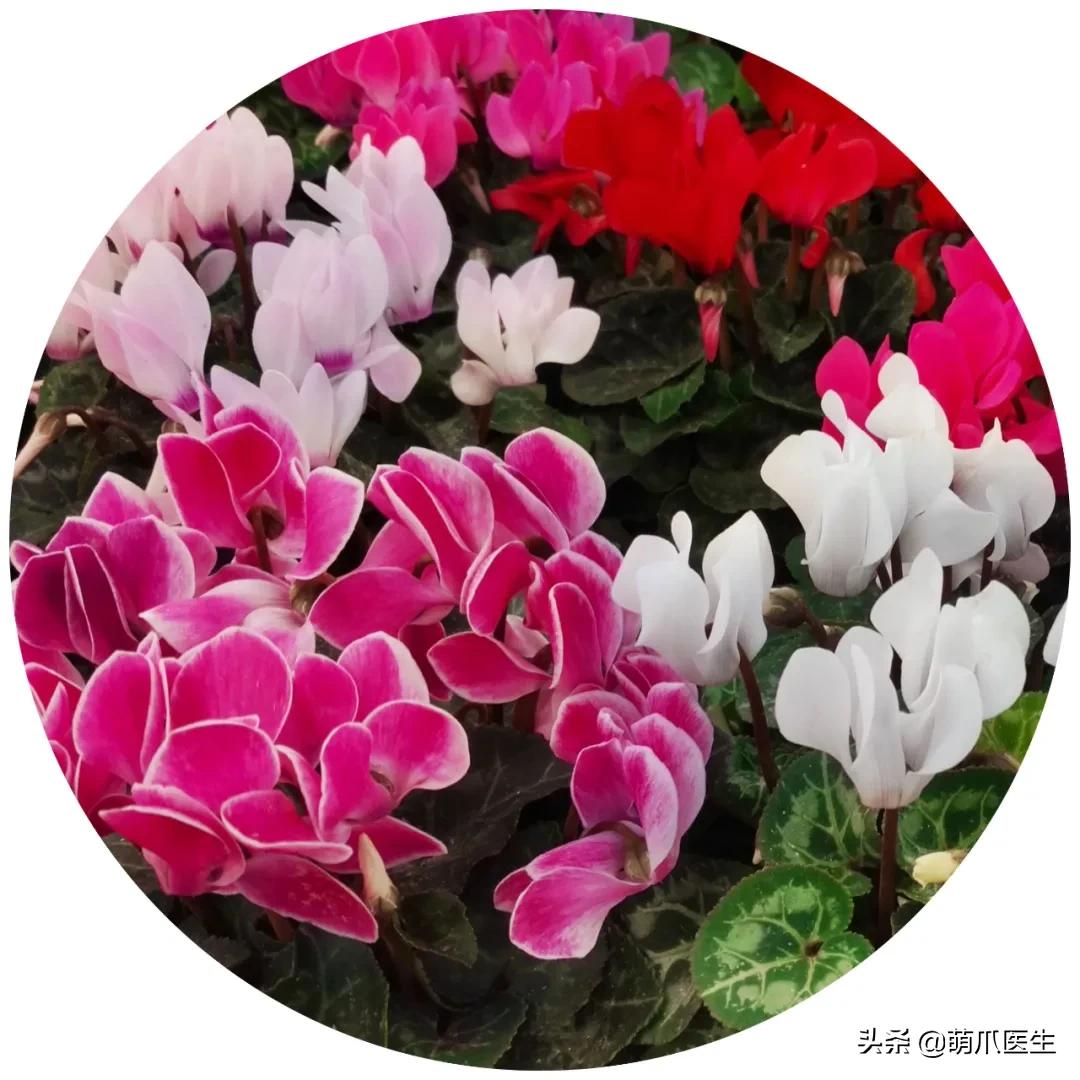 家有萌猫，千万别养这些花草！！